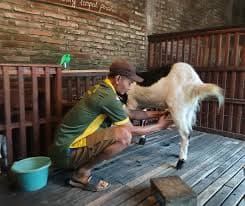 Perah Susu Kambing Etawa